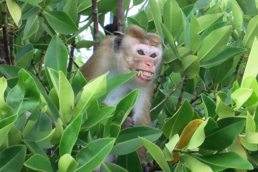 42. 3-hour Muthurajawela.JPG